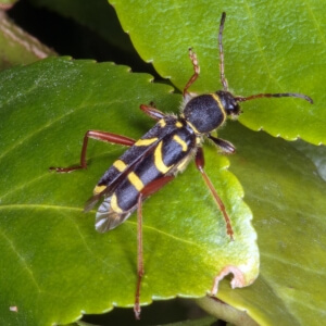 Gemeiner Widderbock