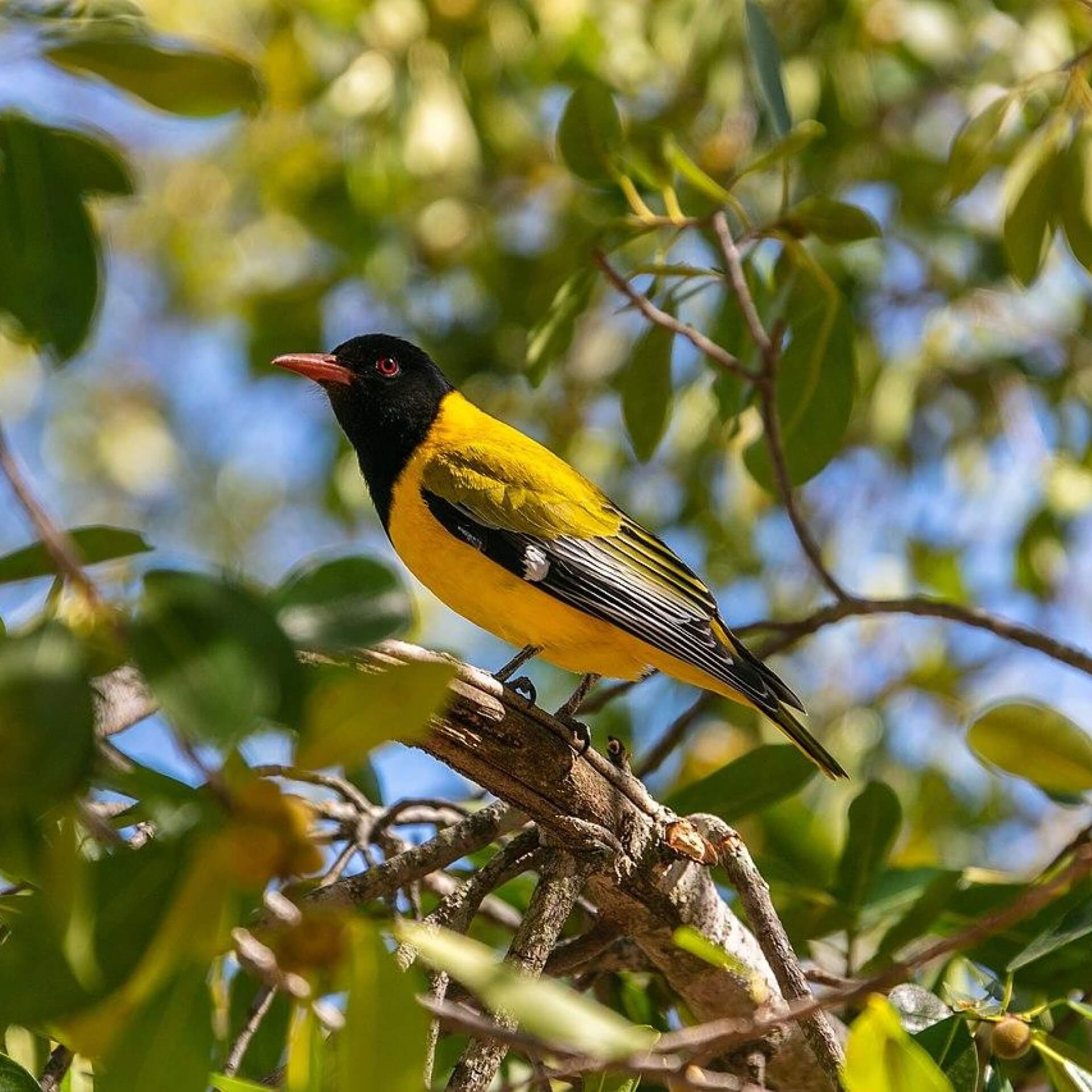 Pirol (Oriolus oriolus)